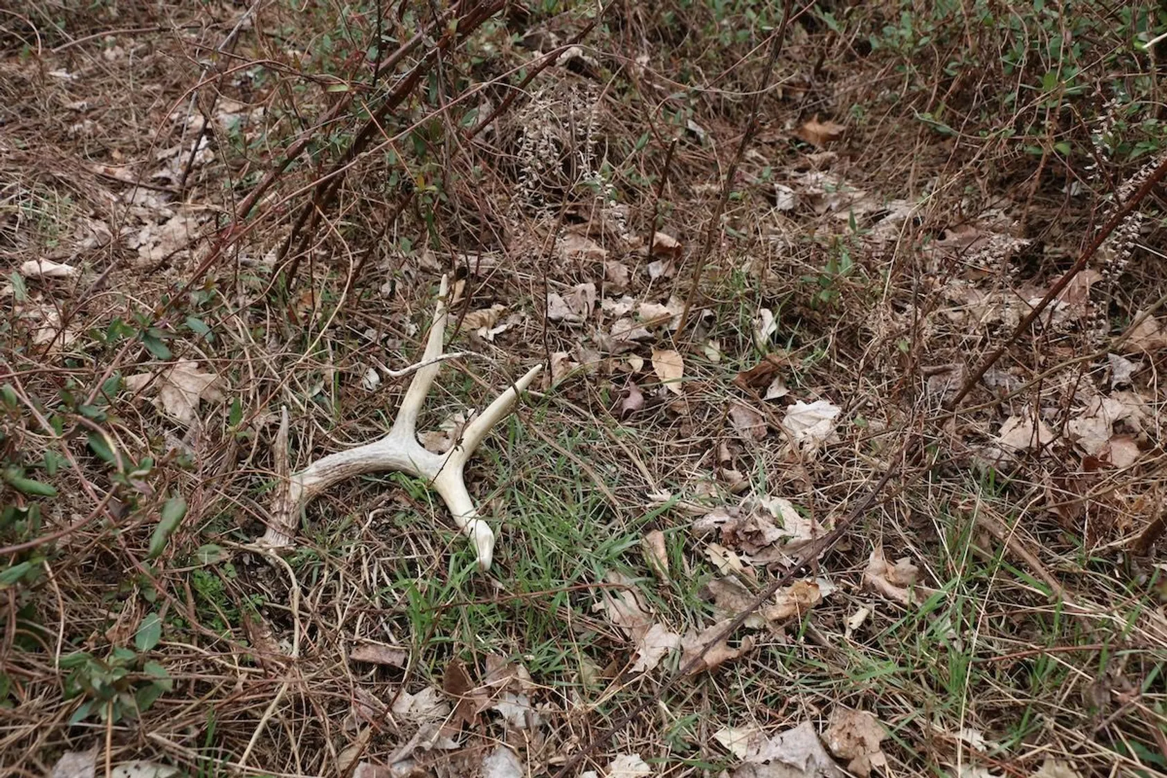 Discover the Best Times and Places for Shed Hunting Across America